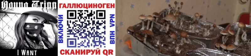 Галлюциногенные грибы ЛСД  KRAKEN ТОР  Раменское  цены  